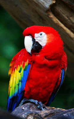  new hd 2016Parrot Live Wallpaper photo,free download 1
