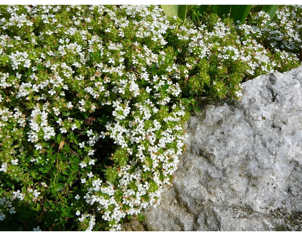 Seminte si plante de gradina hobby CimbrisorulThymus serpyllum