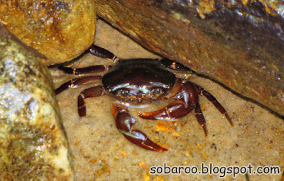 crab.jpg