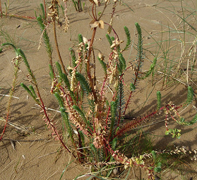 Lechetrezna de las playas (Euphorbia paralias)