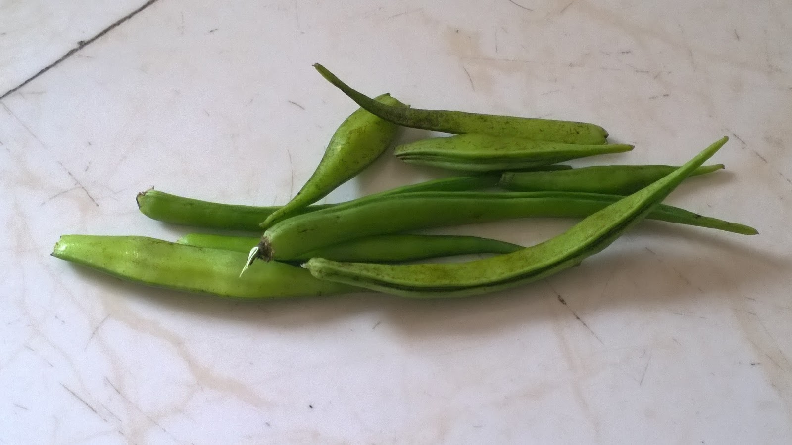 Cluster Beans In Bengali Container / Balcony Gardening in Bangalore: Growing Cluster Beans