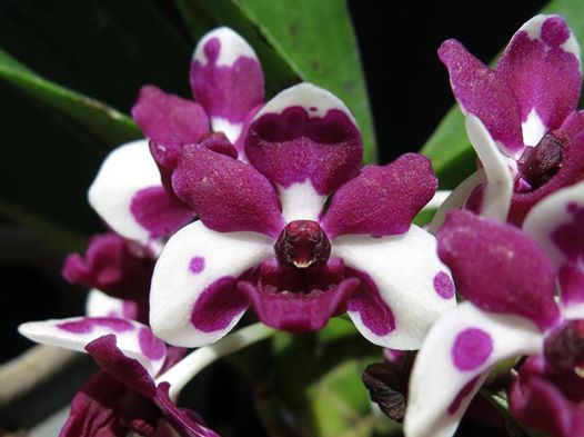 Orchid Boom - World of orchids: Rhynchostylis gigantea var. Cartoon