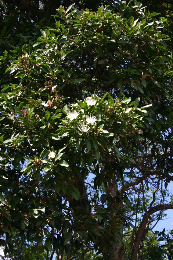 Toowoomba Plants Native Caper Tree