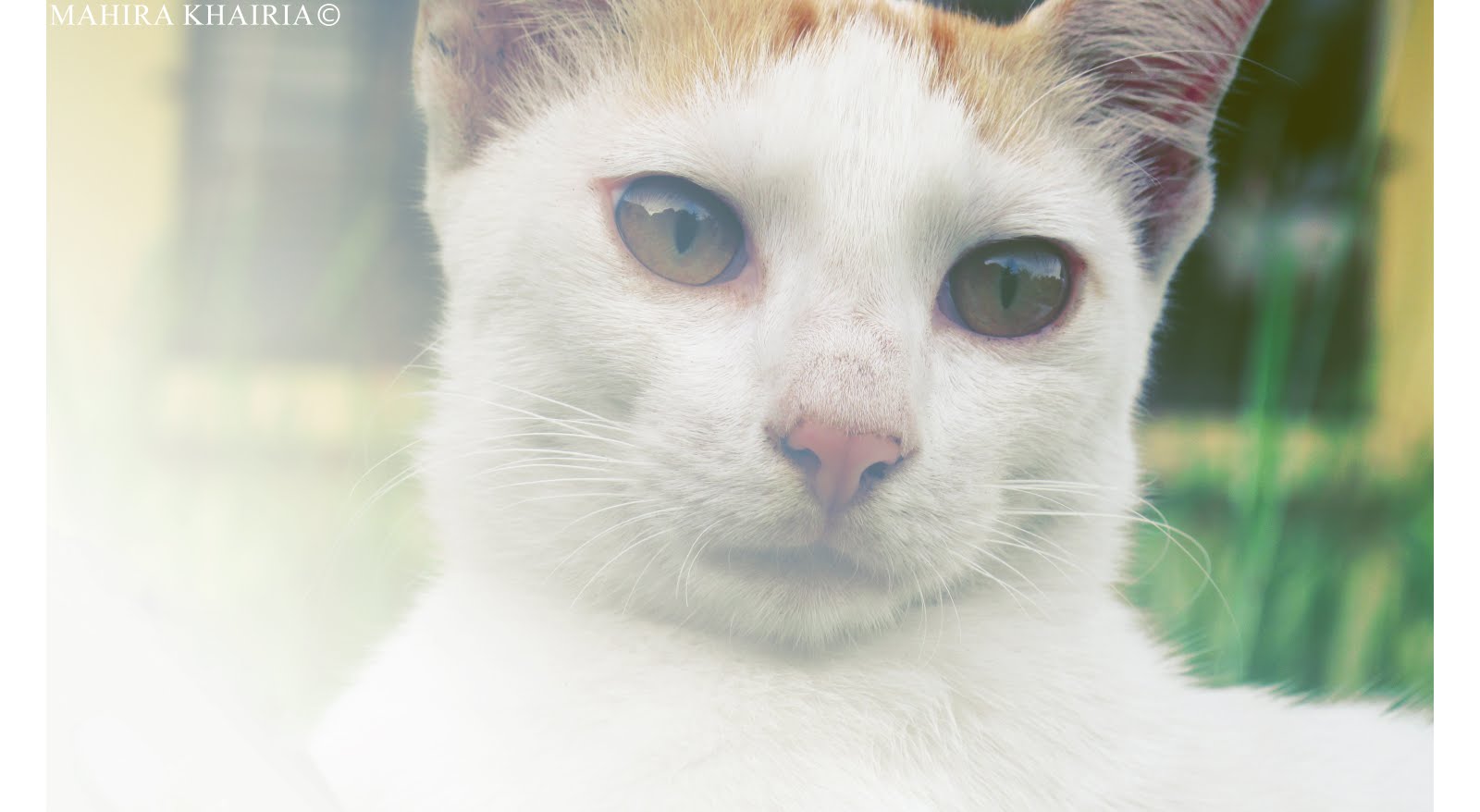 Mahira Loves Photography: Lemur.