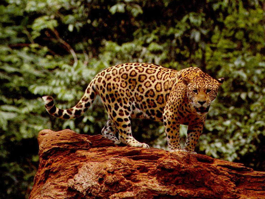 MUNDO DAKTARI: El Jaguar (Panthera onca)