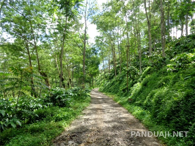 jalan di perkebunan kawisari jalan di perkebunan kawisari