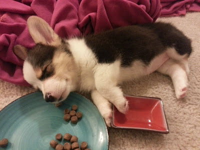 Puppy sleeping beside food bowl with ears flopped up