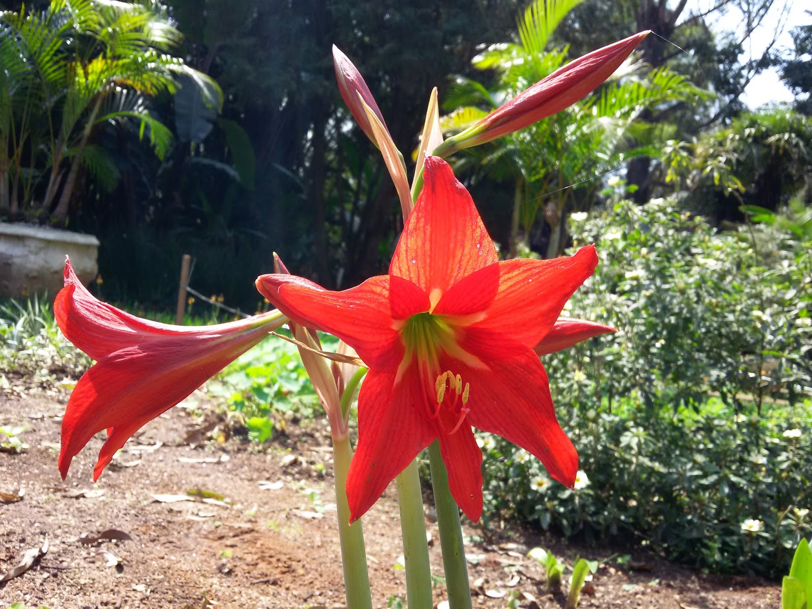Uma flor por dia: Amarílis, açucena-vermelha