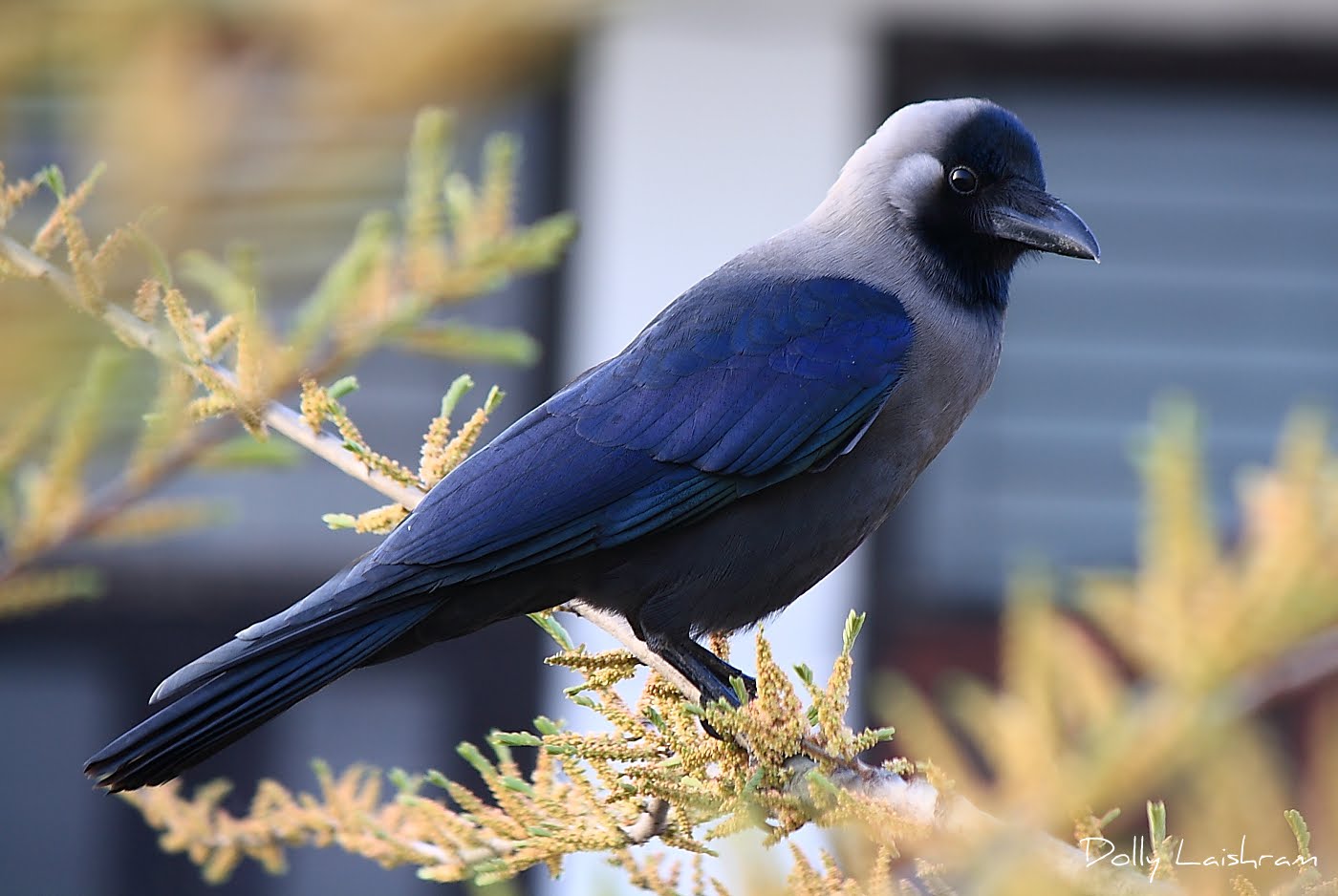 Birds in My Life! House Crow (Manipuri Name Kwak)
