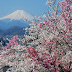 Mt. Fuji & Sakura Viewing: Maruyama Kouen (丸山公園) and Iwadono Castle (岩殿城)