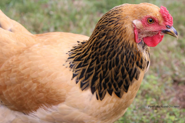 If you're currently living in an area that has cold winters, then cold-hardy chicken breeds are a must because of their ability to withstand the frigid temperatures.
