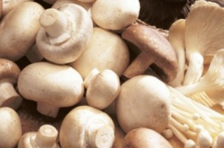 Mengenali Aroma Jamur Mengenali Aroma Jamur