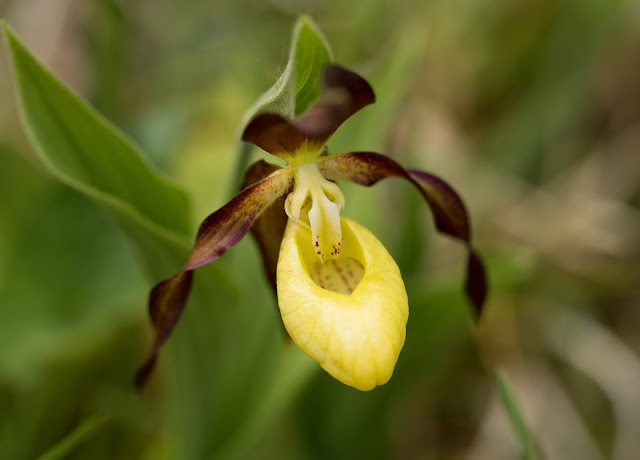 Lady's Slipper Orchid - Gait Barrows, Cumbria