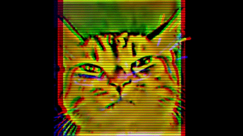  cat 1 