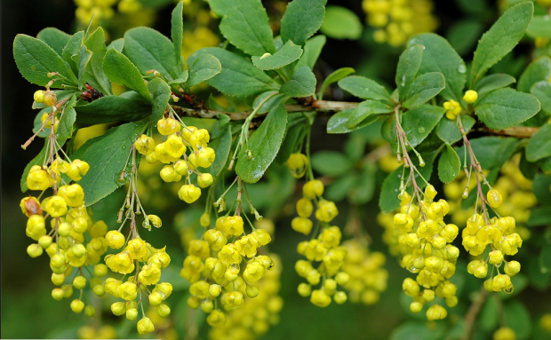 sarı çalı (berberis vulgaris)