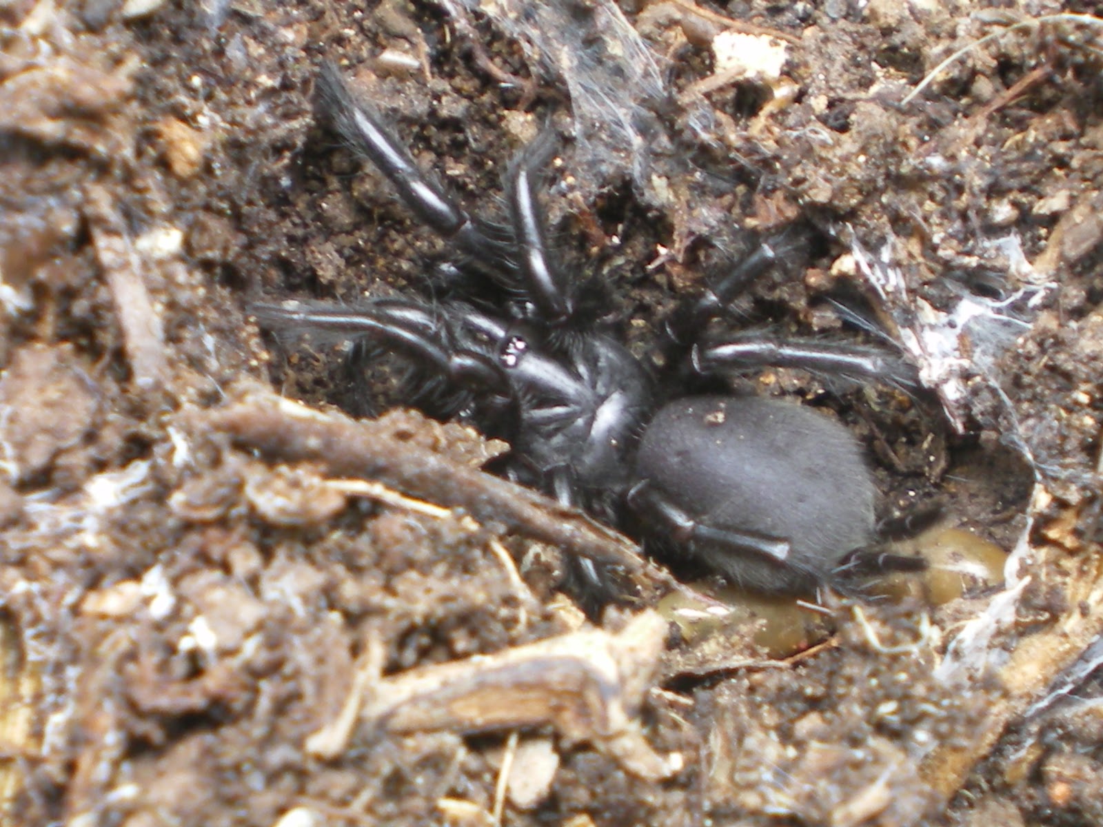 PILARES AL NATURAL: ARAÑA NEGRA