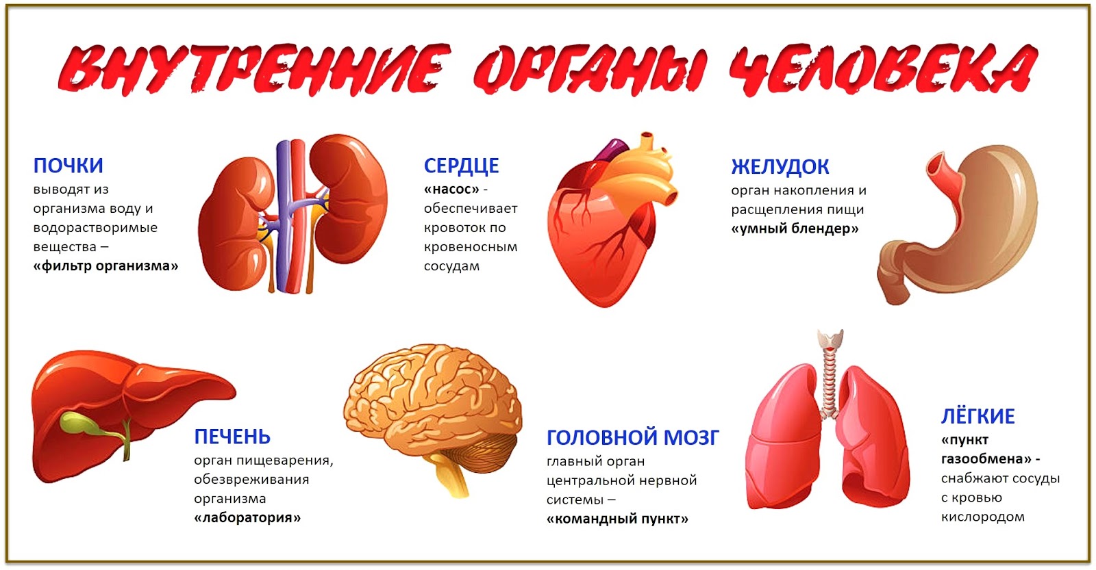 Работа печени и почек. Внутренние органы человека. Функции внутренних органов человека. Внутренние органы печень.