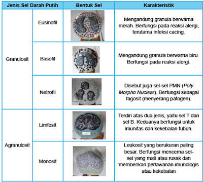 verena: Laporan Praktikum IPA Model Tiruan Darah