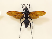 Tarantula hawk Close-up of an individual tarantula hawk