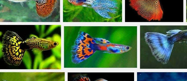 Ikan Guppy, Jenis dan Harganya Pada Pasaran Sekarang Ini