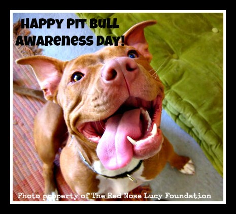 5 stories for Pit Bull Awareness Day