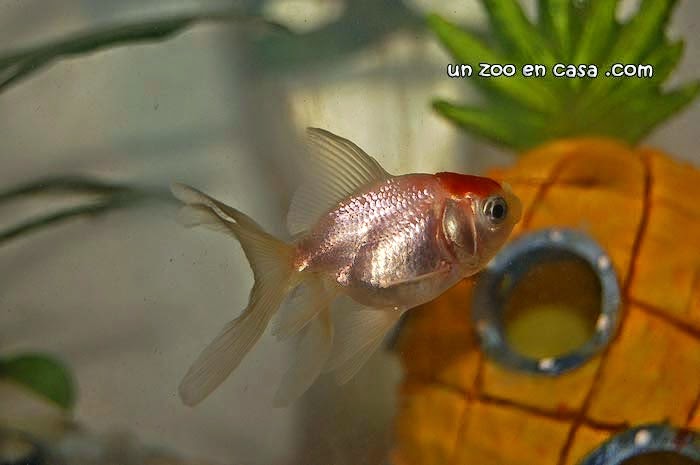 http://www.unzooencasa.com/2014/12/carpin-dorado-goldfish-carassius-auratus.html