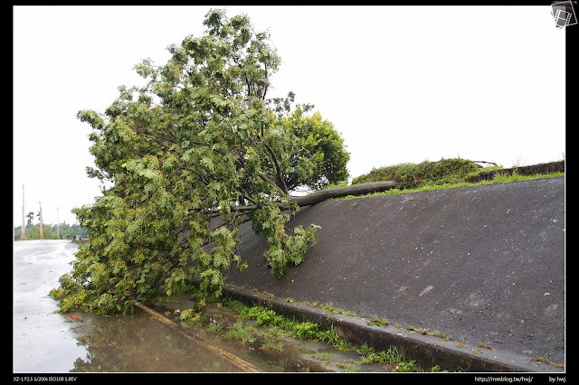 2013-07-13 蘇利颱風侵襲南投 河岸邊的樹木也被大風吹垮了！                                                                   
