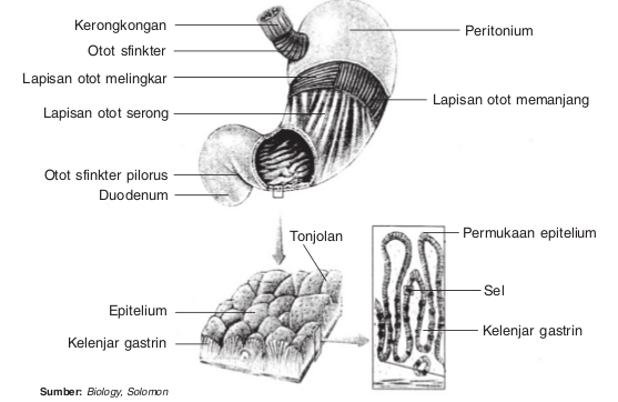 Organ-organ Pencernaan Pada Manusia dan Fungsinya