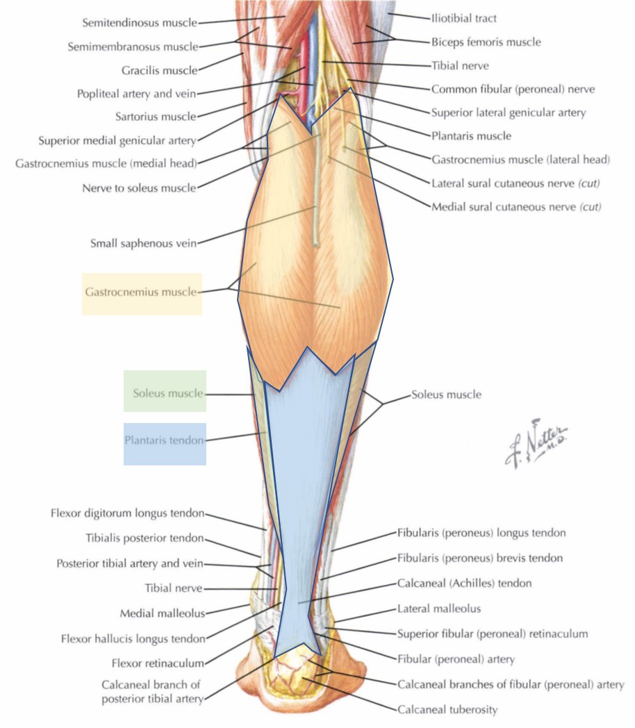 Lower Leg Muscles Superficial Posterior Compartment Flexion Diagram