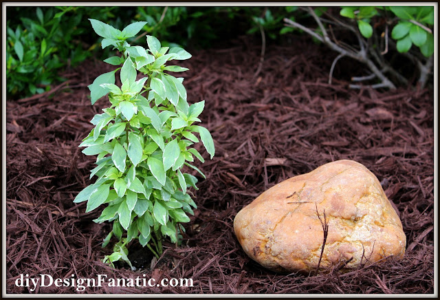I planted a second, non variegated oregano next to it.