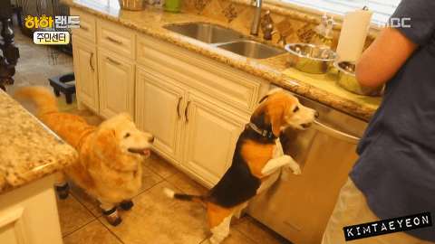 [사진/움짤多] 동물 학대의 현실 & 네 다리가 없는 치치 이야기 | 인스티즈