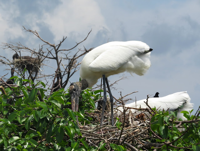 Wood Storks - Wakodahatchee Wetlands, Florida Wood Storks - Wakodahatchee Wetlands, Florida