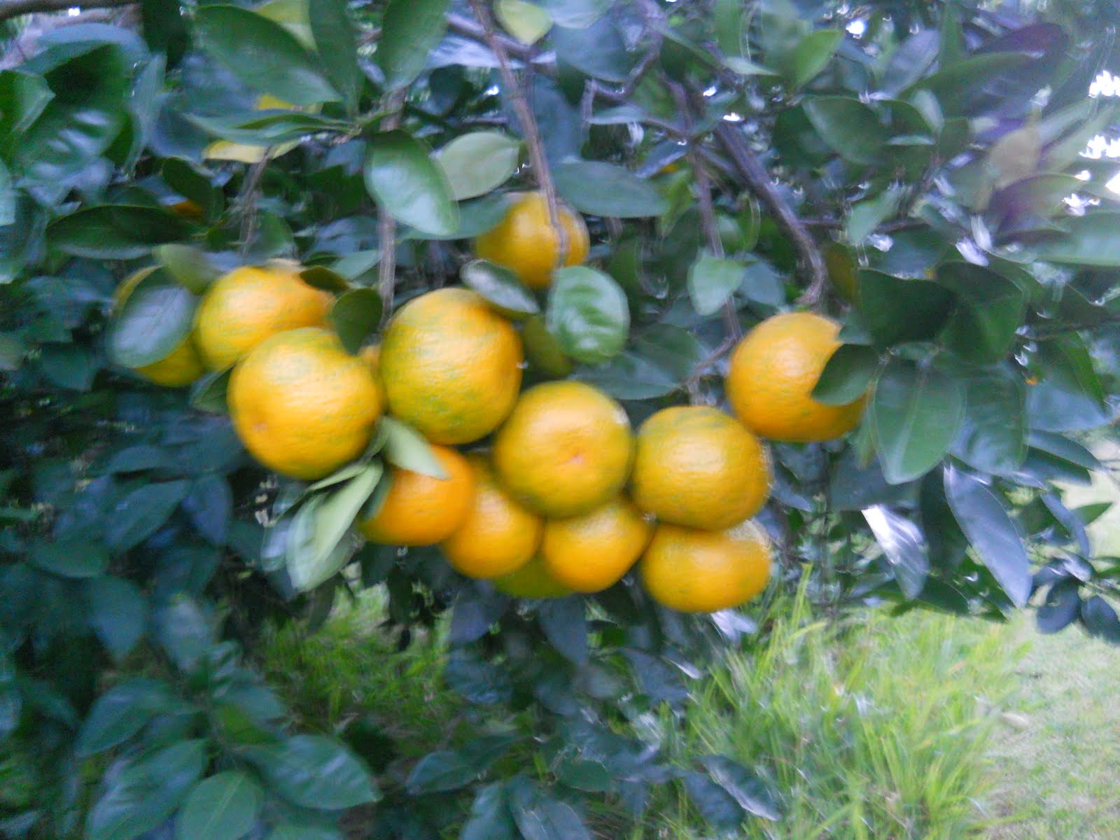 Louisiana Swamp Tours Home Grown Louisiana Satsumas