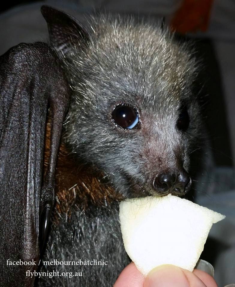 Baby Bat Found Snared in Barbed Wire Gets Second Chance Thanks to
