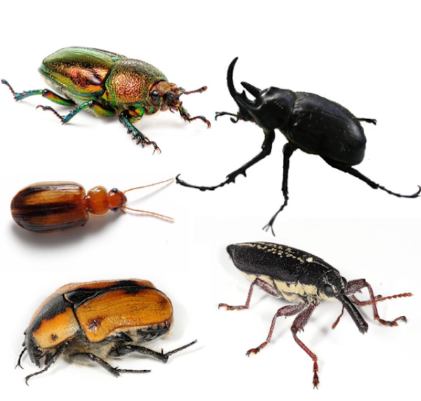 الخنافس Beetles