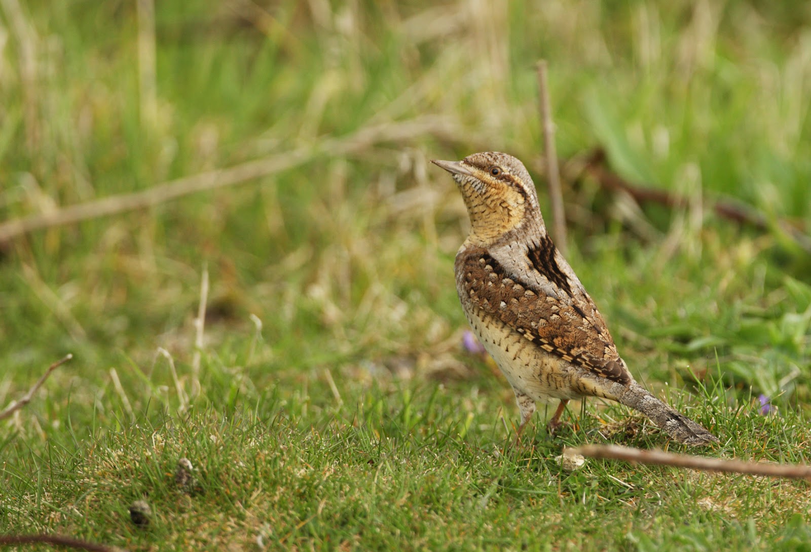 Eurasian Wryneck - Birds World