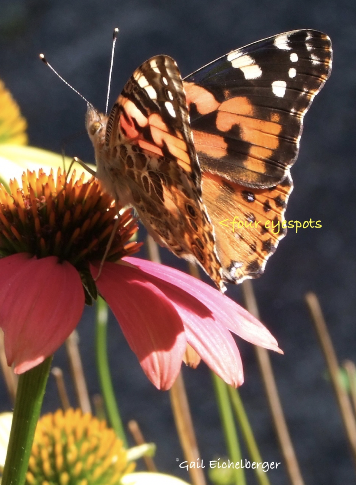 clay and limestone: a painted lady in the garden clay and limestone: a painted lady in the garden