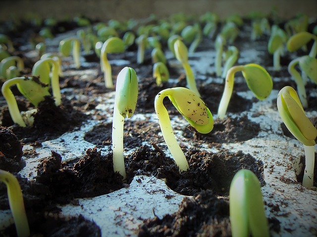 Vidéo sur la germination des graines