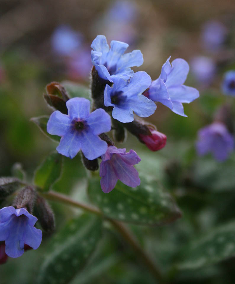 Bloomingwriter Gardening in Nova Scotia Top Ten Easy Perennials