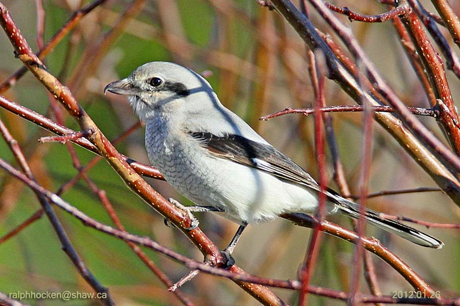 The Backyard Wildbird and Nature Store Nanaimo bird report, Febuary 01