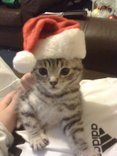 cute silver tabby kitten wearing a santa hat