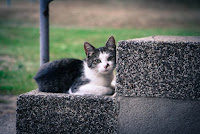 Блог Кота Васьки cute cat
