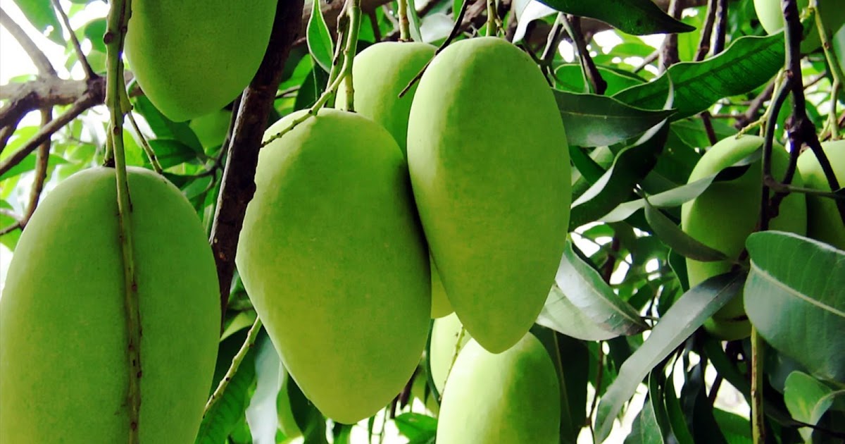Country’s mango production will considerably drop this year South