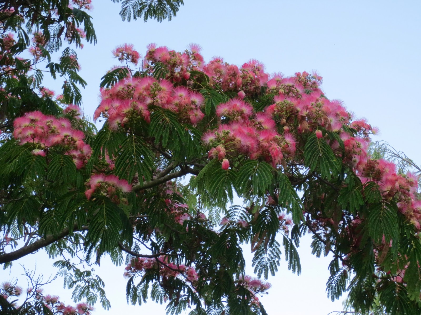 Late to the Garden Party July Bloom Day A Transition Period