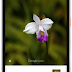 Google Lens is coming to other Android flagships and the Apple iPhone