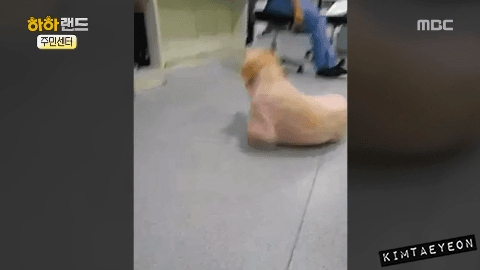 [사진/움짤多] 동물 학대의 현실 & 네 다리가 없는 치치 이야기 | 인스티즈