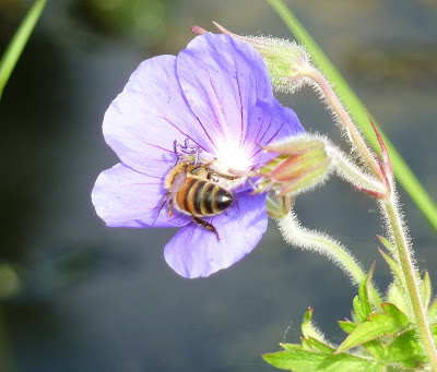 Abeille butinant géranium