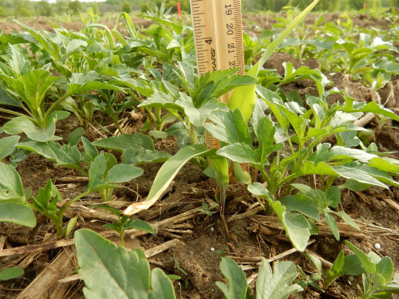 Stay on top of giant ragweed