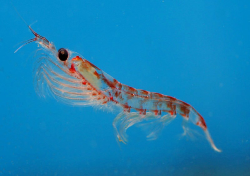 Krill
