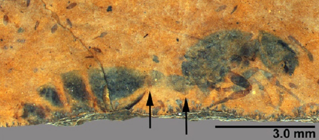 New ant species emerge from 46-million-year-old rock in Montana New ant species emerge from 46-million-year-old rock in Montana